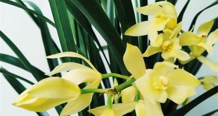 各种兰花花语大全是什么？兰花的寓意和象征有哪些？