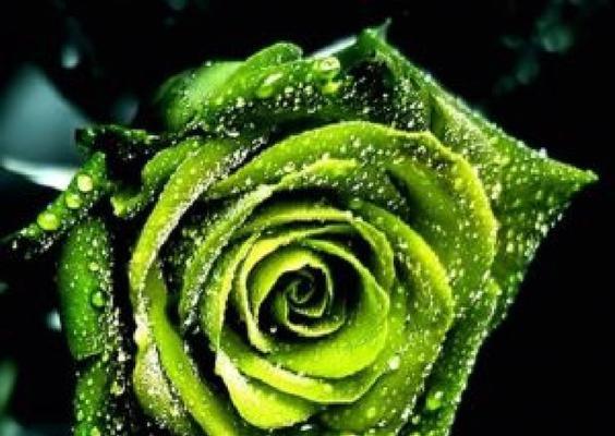 各种玫瑰花代表什么意思？如何根据颜色选择玫瑰花？
