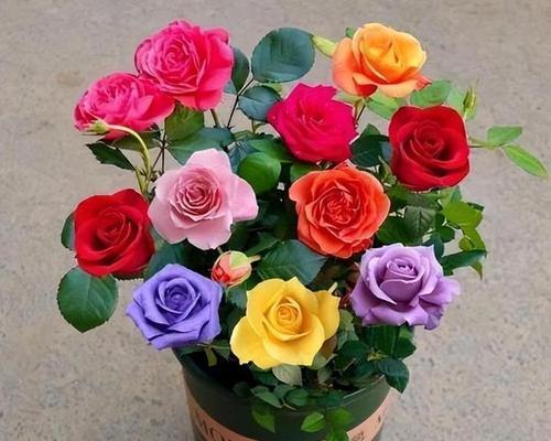 各种玫瑰花的含义是什么？如何根据颜色选择玫瑰花表达情感？