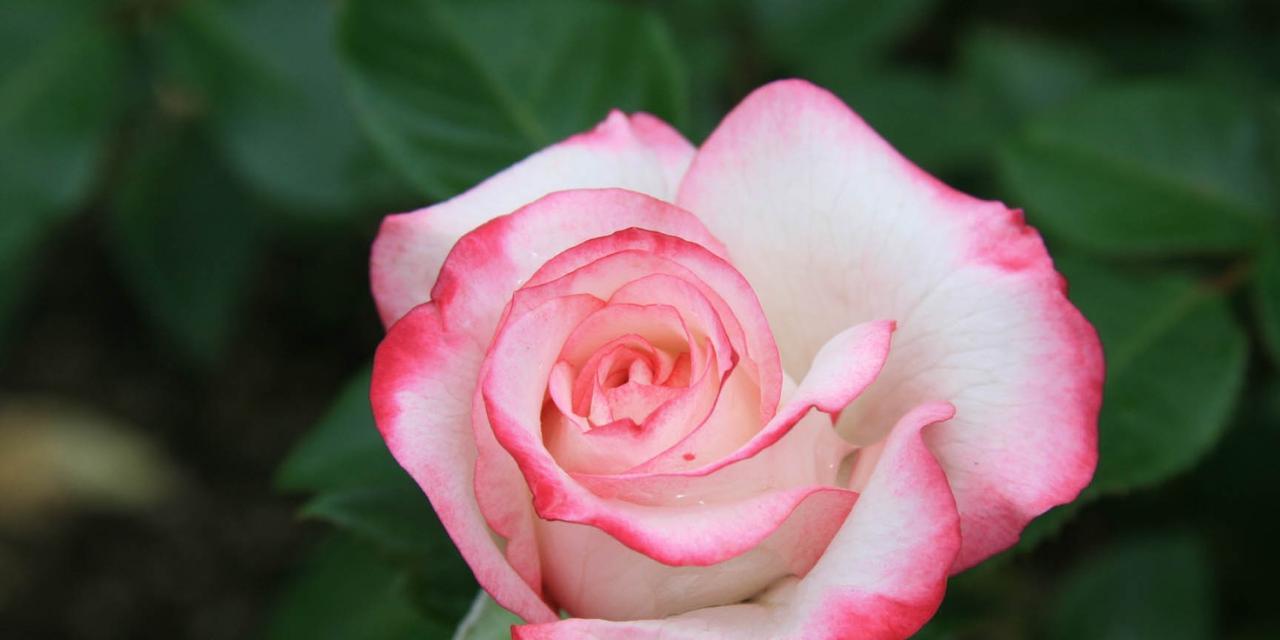 各种玫瑰花的代表寓意是什么？如何根据颜色选择玫瑰花表达情感？