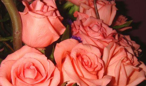 各种玫瑰花颜色代表什么？不同颜色玫瑰花的含义是什么？