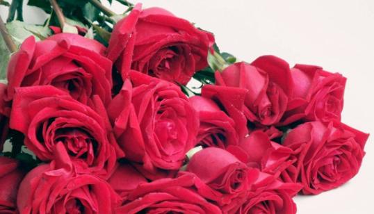 各种玫瑰花颜色代表什么？不同颜色玫瑰花的含义是什么？