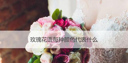 各种玫瑰花语是什么？如何根据颜色选择玫瑰表达情感？