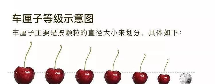 车厘子种植时应该选择阴凉还是阳光充足的地方？