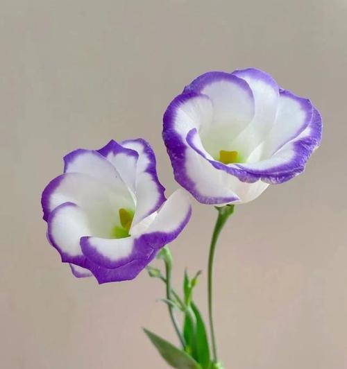 各种颜色桔梗花语是什么？桔梗花颜色代表什么意义？