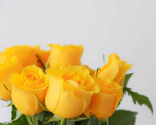 各种颜色玫瑰花语是什么？如何选择合适的玫瑰表达情感？