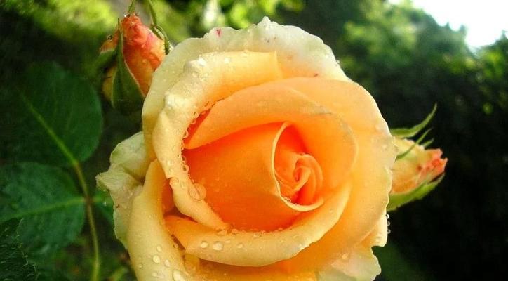 各种颜色玫瑰花语是什么？如何选择合适的玫瑰表达情感？