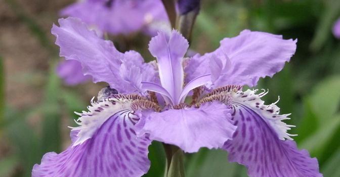 鸢尾花花语大全是什么？鸢尾花的象征意义有哪些？