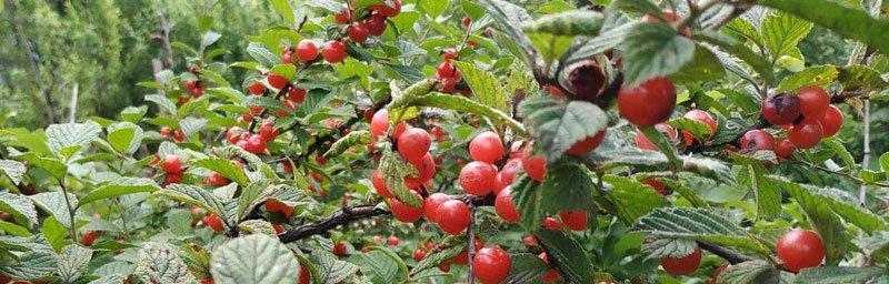 车厘子什么时候种植最好？生长周期需要多久？