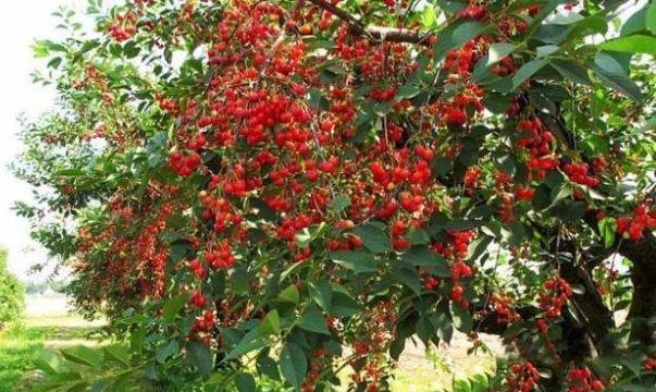 车厘子什么时候种植最好？生长周期需要多久？