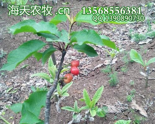 车厘子种子可以种吗？种植车厘子种子的正确方法是什么？