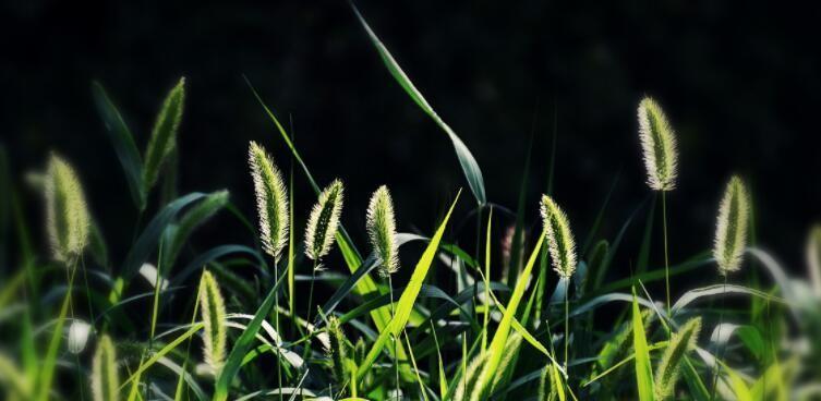 狗尾巴草的花语是什么？狗尾巴草的花语有哪些含义？