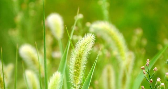 狗尾巴草的花语是什么？狗尾巴草的花语有哪些含义？