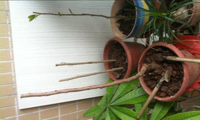 车厘子种子可以种吗？种植车厘子种子的正确方法是什么？