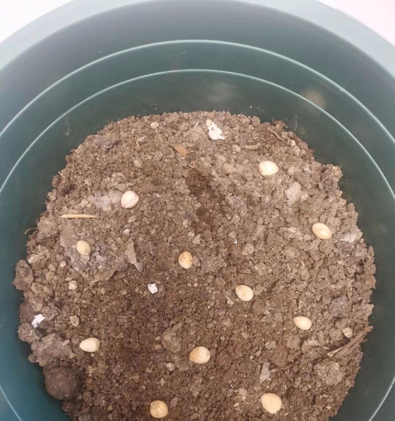 车厘子种子发芽快吗？有哪些有效的催芽方法？