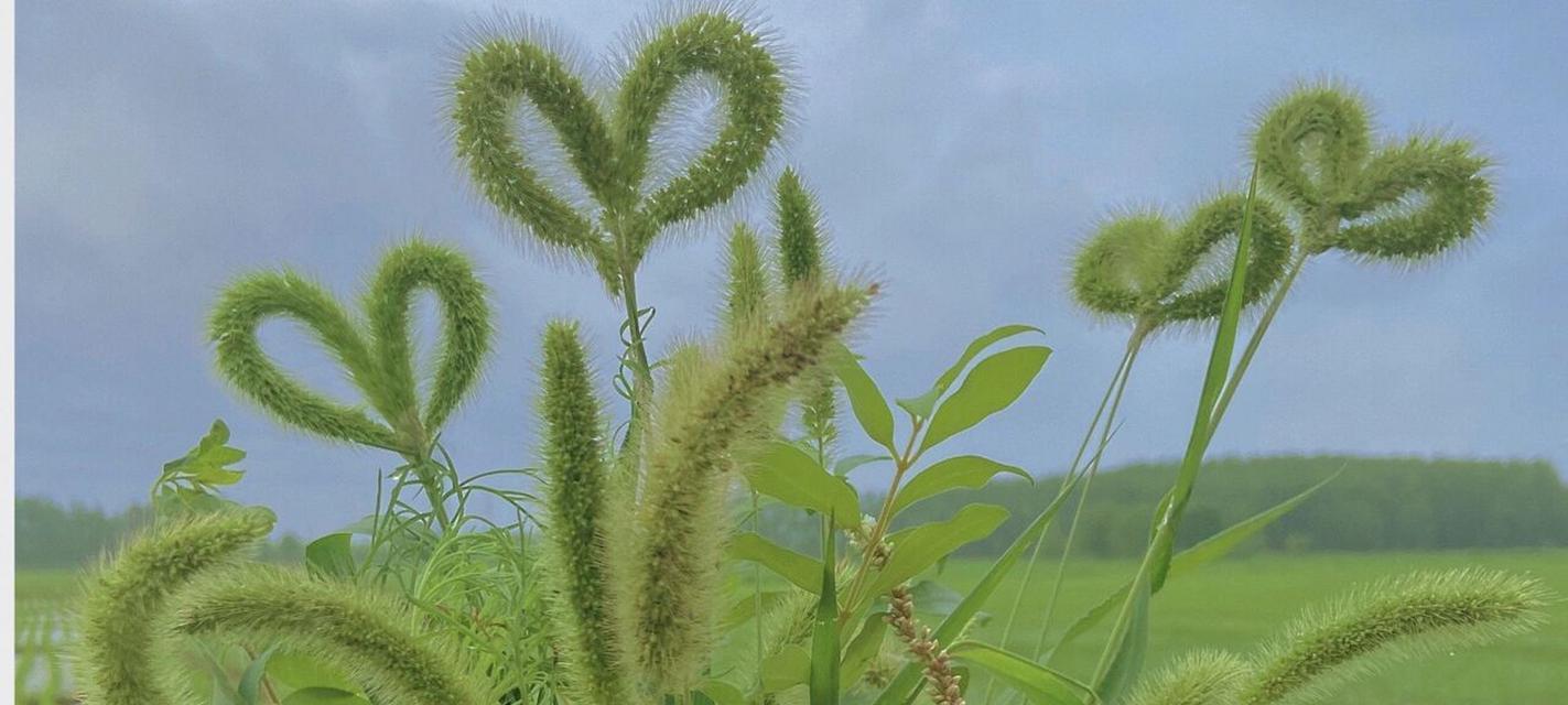 狗尾巴花的花语是什么？如何正确解读狗尾巴花的含义？