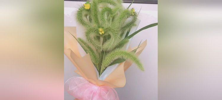 狗尾巴花的花语是什么？如何正确解读狗尾巴花的含义？