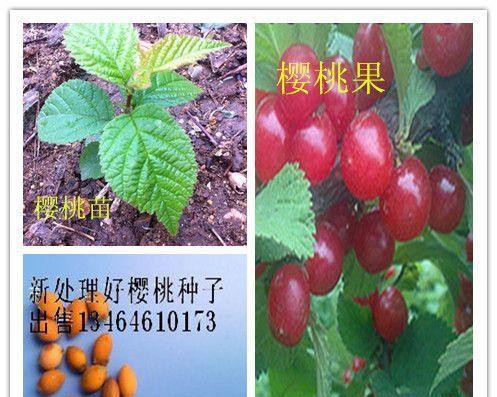 车厘子种子怎么种植？种植过程中需要注意哪些问题？