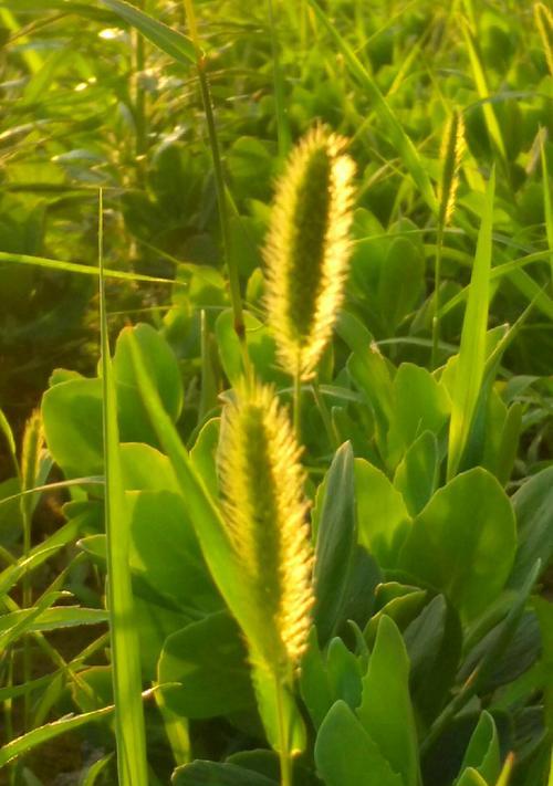 狗尾巴花的花语是什么？如何正确解读狗尾巴花的含义？