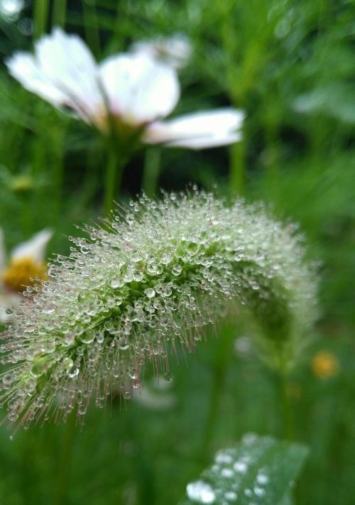 狗尾草花语是什么意思？狗尾草的寓意有哪些常见问题？