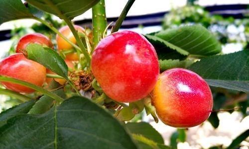 车里子什么时候成熟上市？如何判断其最佳采摘时间？