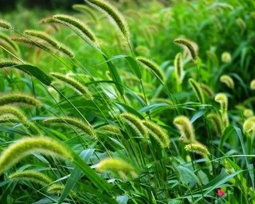 狗尾草花语是什么意思？狗尾草的寓意有哪些常见问题？