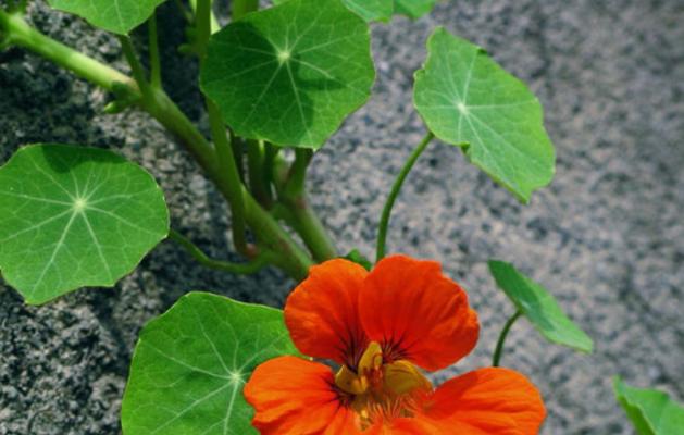 枸杞的花语是什么？如何用枸杞表达爱意？