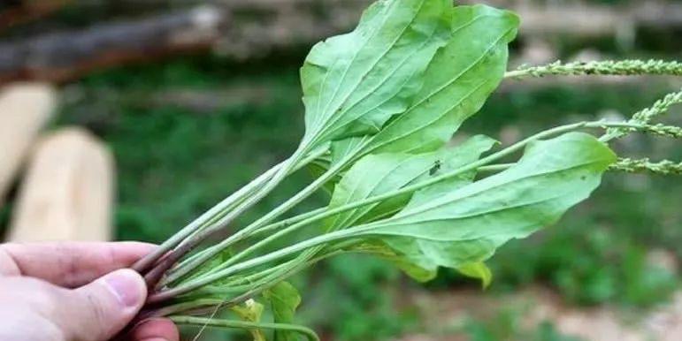车前草的根是否适合食用？食用方法有哪些？