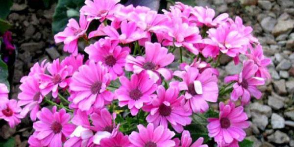 瓜叶菊花语是什么意思？如何正确解读？