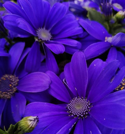 瓜叶菊花语是什么意思？如何正确解读？
