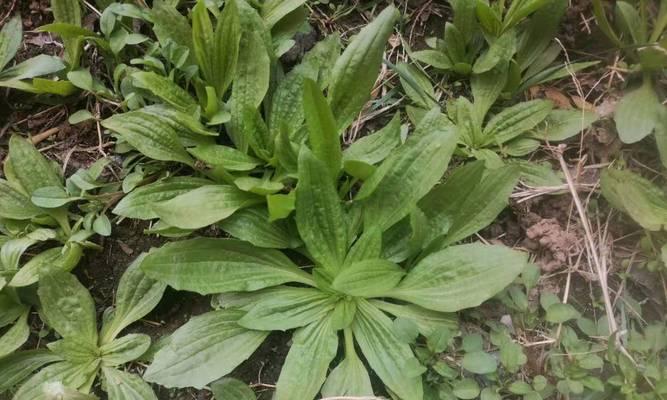 车前草亩产量是多少斤？一亩地能产多少公斤车前草？
