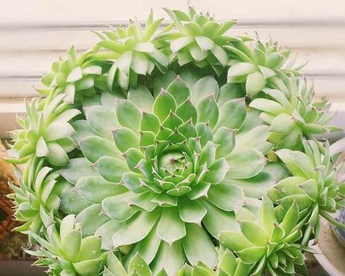 观音莲开花代表什么意义？如何解读其花语象征？