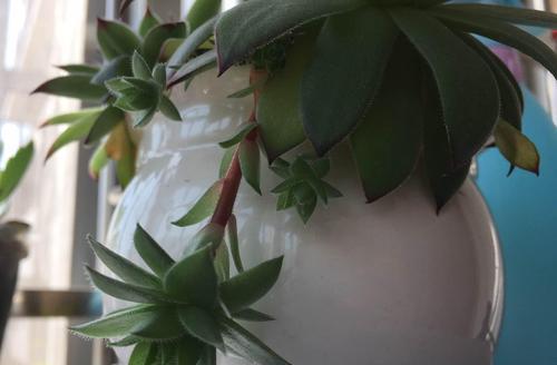 观音莲开花代表什么意义？如何解读其花语象征？
