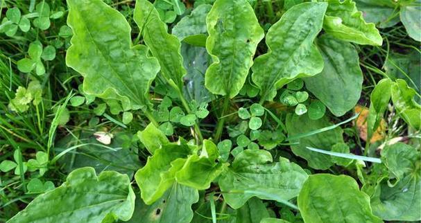 车前草的最佳种植时间是什么时候？种植后如何管理？