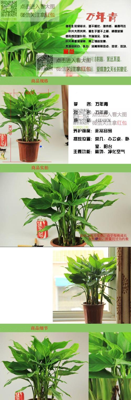 广东万年青开花代表什么？寓意有哪些？