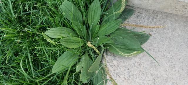 车前草是草本植物吗？它的分类和特性是什么？