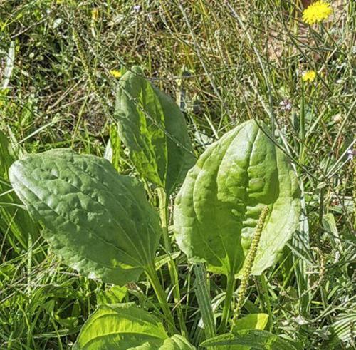 车前草是草本植物吗？它的分类和特性是什么？