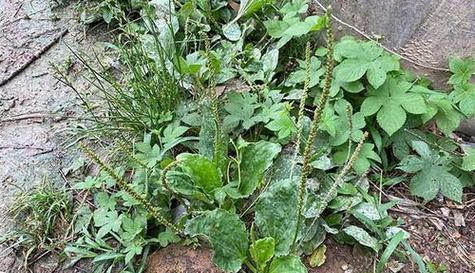 车前草是草本植物吗？它的分类和特性是什么？