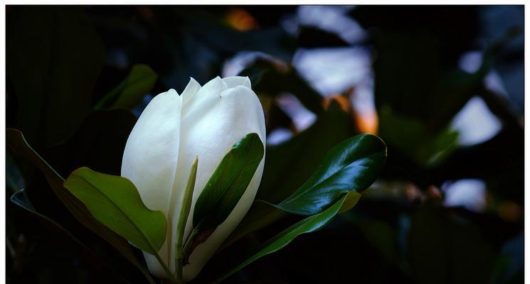 广玉兰花象征着什么？广玉兰花的寓意有哪些常见问题解答？
