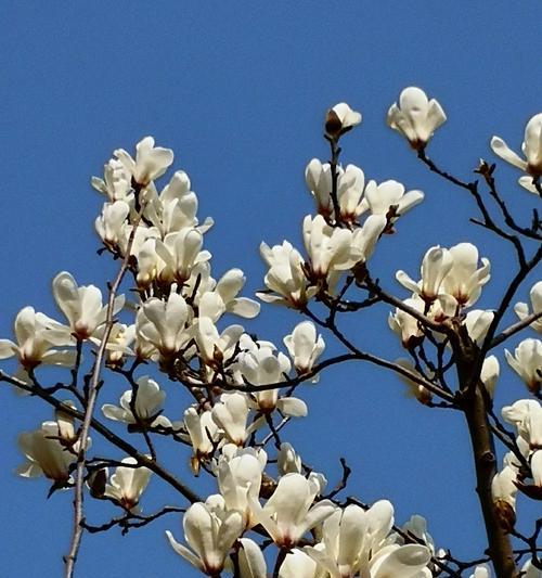 广玉兰花象征着什么？广玉兰花的寓意有哪些常见问题解答？
