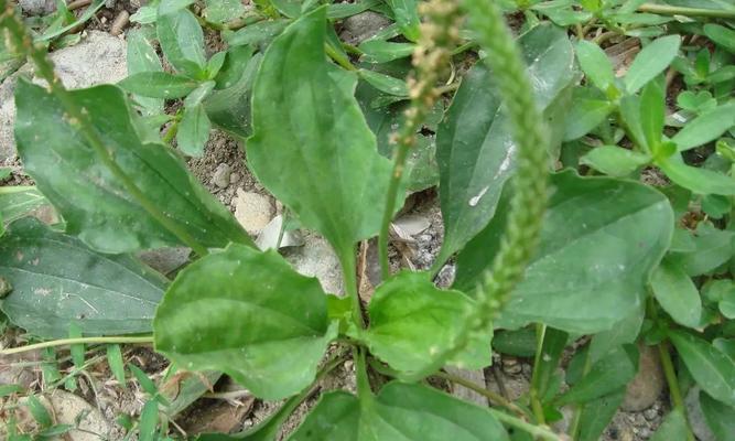 车前草是常绿植物吗？了解其生长特性与养护要点