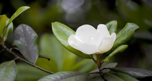 广玉兰花语有哪些含义？
