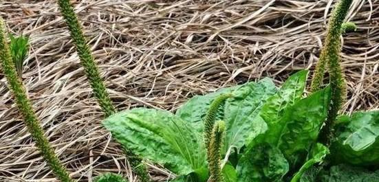 车前草是落叶植物吗？了解车前草的生长特性及分类