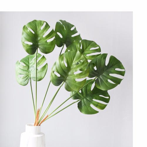 龟背竹的花语是什么意思？如何养护才能开花？