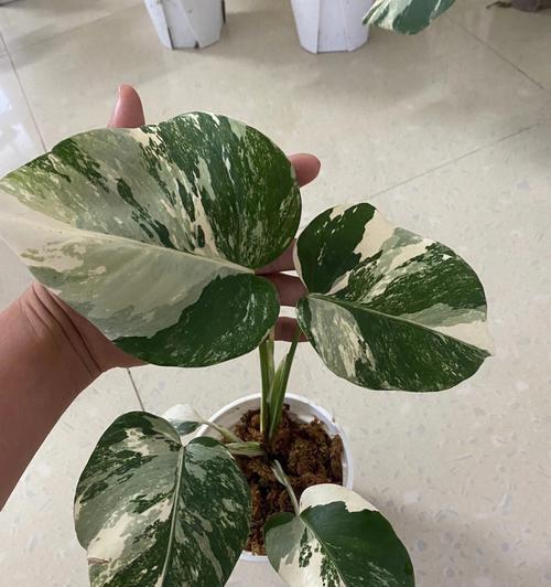 龟背竹的花语是什么意思？如何养护才能开花？