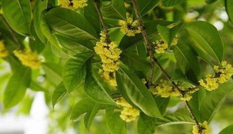 桂花的花语是什么？桂花象征着什么含义？