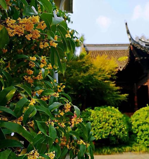 桂花的花语是什么？桂花象征着什么含义？