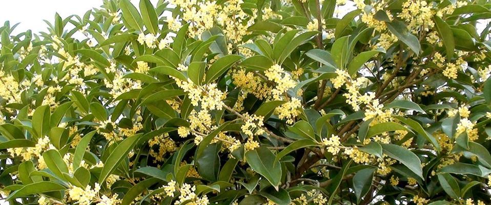 桂花的花语是什么？桂花象征着什么含义？