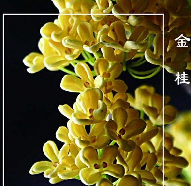 桂花的花语是什么？桂花的寓意有哪些常见问题？