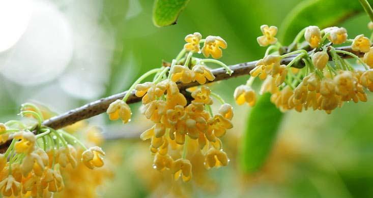 桂花的花语是什么？桂花的寓意有哪些常见问题？